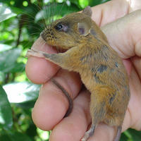 The-rodent-species-Gulantang-is-one-of-56-non-flying-mammals-known-to-live-on-Luzon-Island_medium.jpg