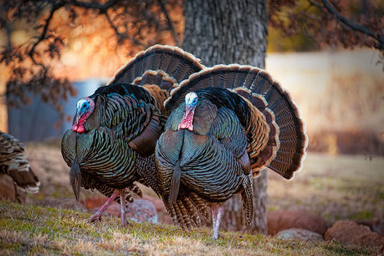 Native-Americans-were-managing-and-raising-turkeys-as-early-as-1200-to-1400-A.D_imagelarge.jpg