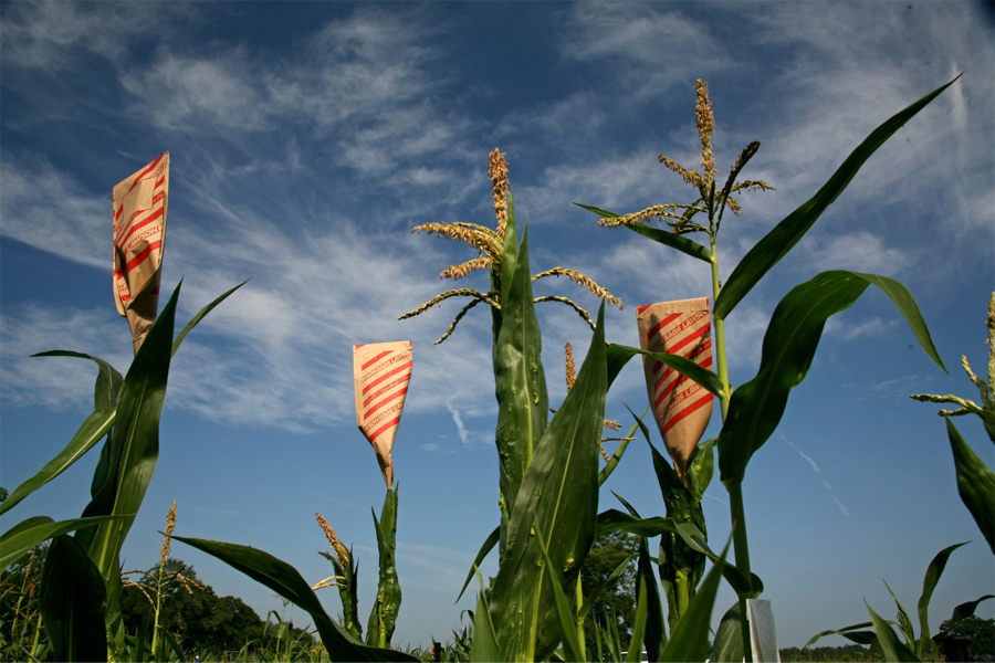 Pollination bags covering corn tassels for an experiment