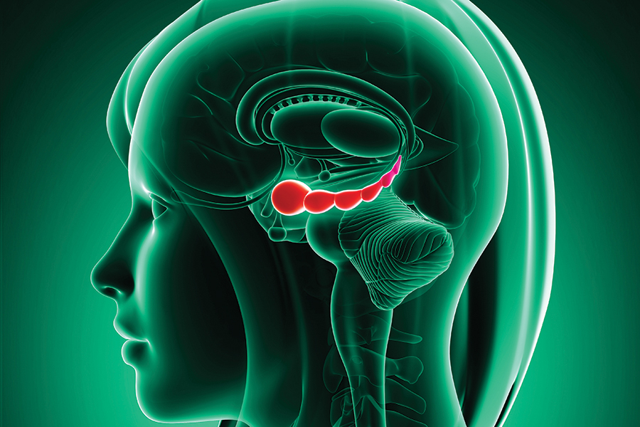 The hippocampus, seen in red, is affected in patients with Alzheimer's disease.