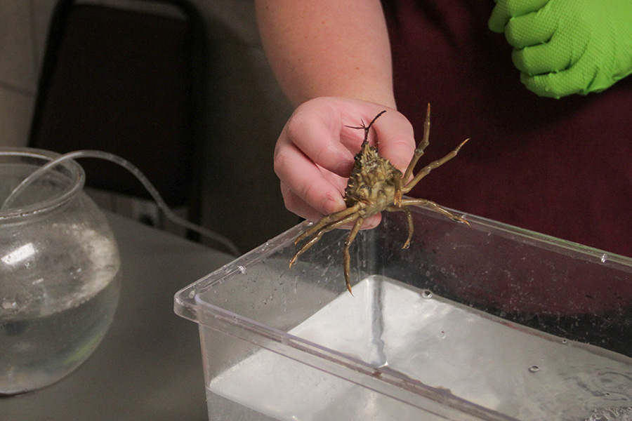 A volunteer gives attendees a close-up look of Florida wildlife. (Norah Sprott/College of Arts and Sciences)