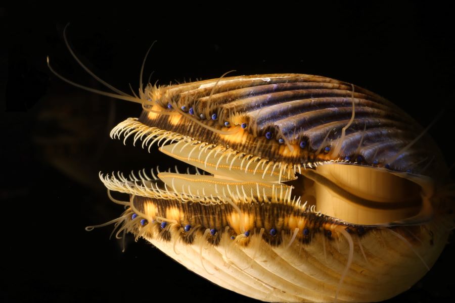 "The Florida Bay Scallop," Morgan Hawkins, FSU biological science doctoral student, digital macrophotography, 2022.