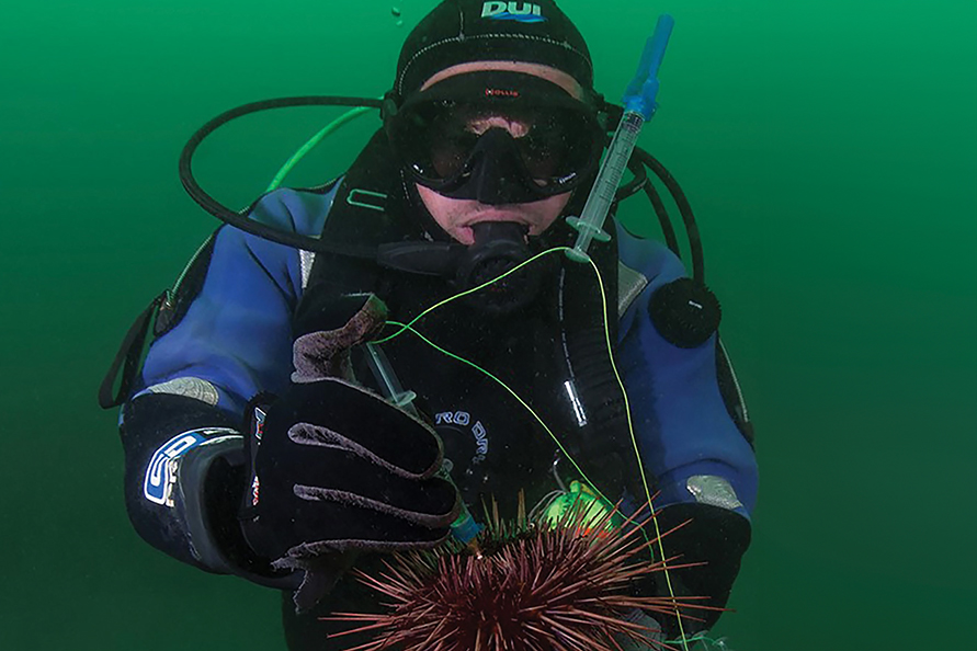 FSU doctoral student Nate Spindel on a dive. Courtesy photo.