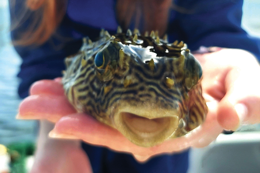 Saturday-at-the-Sea activities let attendees experience marine life up close. Courtesy photo.