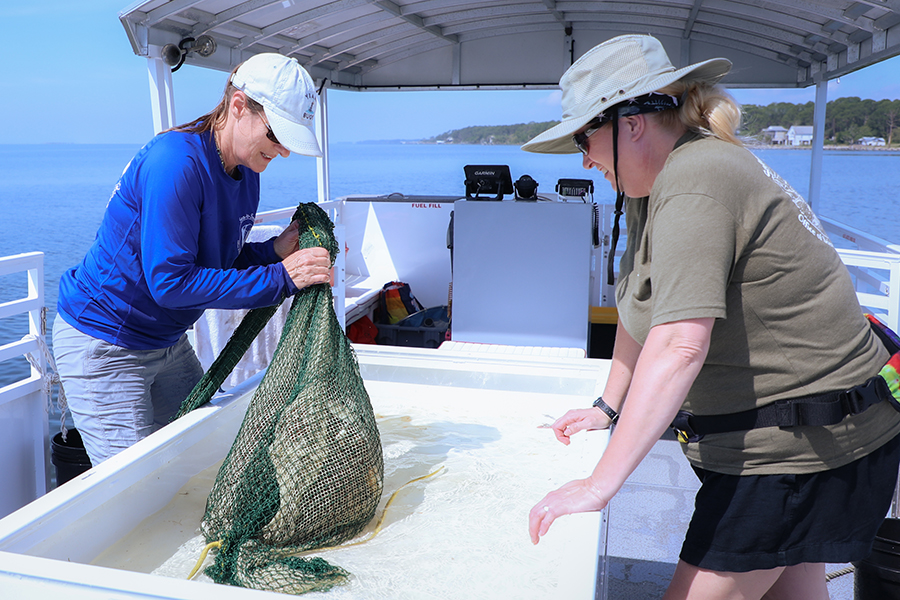 Barbara Shoplock and Heather Sneed collect live specimens off the coast of the FSU Coastal and Marine Lab for classroom use in the Sea-to-See program. Photo by Devin Bittner.