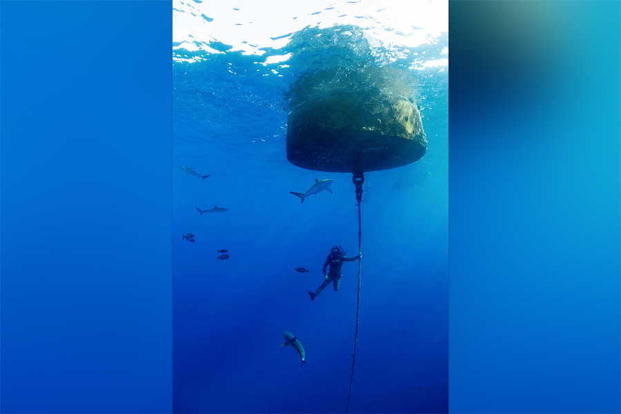 FSU alumnus Bryan Keller conducted field work, primarily on shark behavior, prior to his current role as a foreign affairs specialist with NOAA. Photo by Annie Guttridge, Saving the Blue.