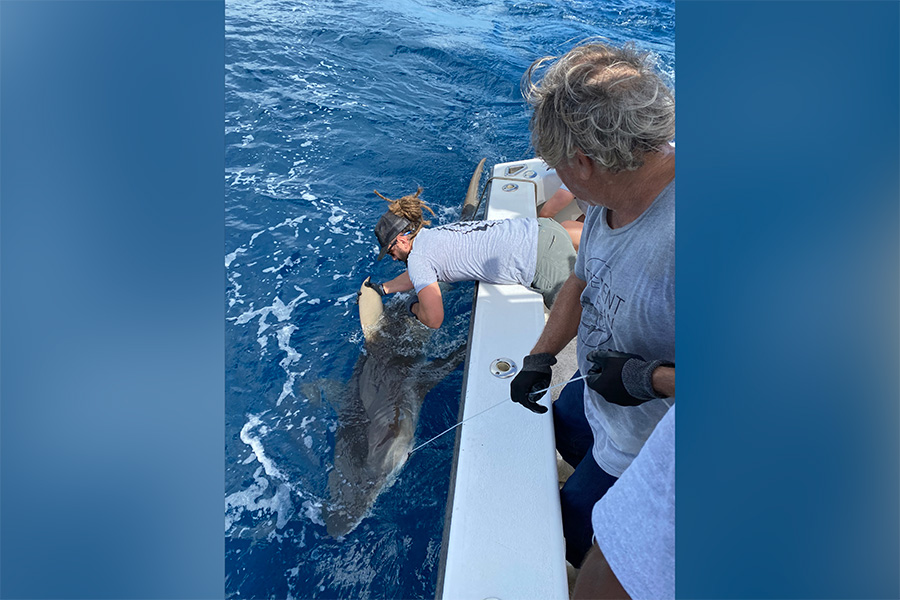 FSU alumnus Bryan Keller conducted field work, primarily on shark behavior, prior to his current role as a foreign affairs specialist with NOAA. Photo by Annie Guttridge, Saving the Blue.