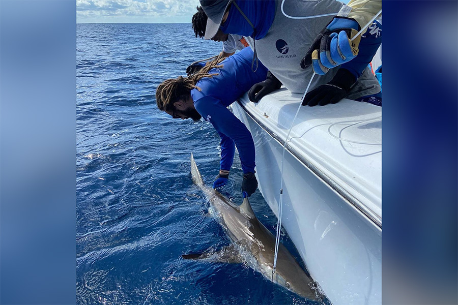 FSU alumnus Bryan Keller conducted field work, primarily on shark behavior, prior to his current role as a foreign affairs specialist with NOAA. Photo by Annie Guttridge, Saving the Blue.