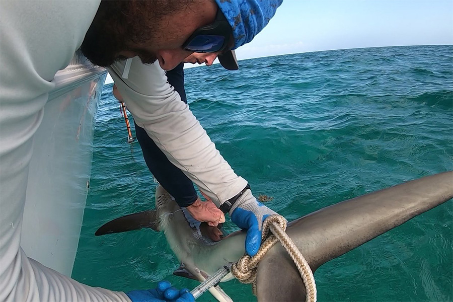 FSU alumnus Bryan Keller conducted field work, primarily on shark behavior, prior to his current role as a foreign affairs specialist with NOAA. Photo by Annie Guttridge, Saving the Blue.