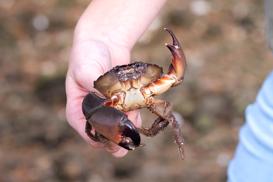 Morgan Hawkins holding a stone crab. These animals are often found hiding under structures created when oysters settle onto surfaces like rocks. Photo by Kendall Cooper.