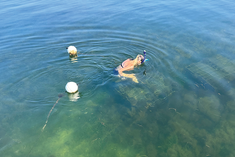 Morgan Hawkins removes bay scallops from the FSU Coastal and Marine Laboratory's aquaculture cages for their monthly cleanings and measurements. Photo by Shannon Murphy.