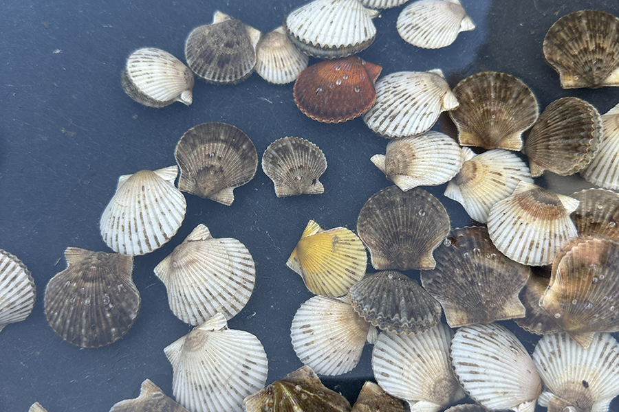 Morgan Hawkins is a fourth-year doctoral student who conducts shellfish aquaculture research with a focus on scallops (pictured). Photo by Morgan Hawkins.