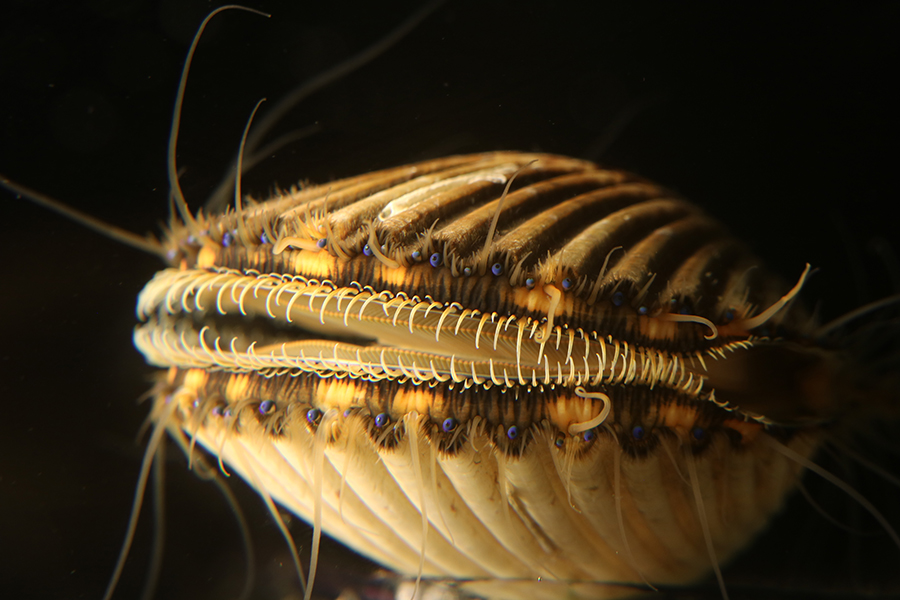 "The Florida Bay Scallop" was featured in FSU's 2024 Art in STEM exhibition. Photo by Morgan Hawkins.