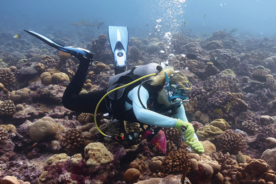 Chemical oceanography master’s student Taylor Conklin drills a core from a living coral off the coast of Kiritimati as part of her work with the Tropical Paleoclimate Dynamics Group led by assistant professor Alyssa Atwood. Photo by Kristina Tietjen.