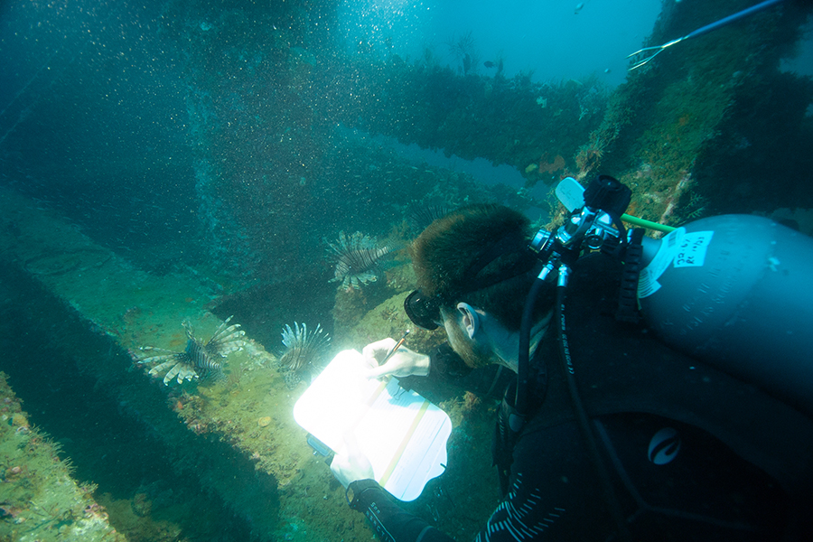 Diving Safety Officer Chris Peters finds lionfish while surveying an artificial reef near the FSU Coastal and Marine Laboratory. Photo by Keith Mille.