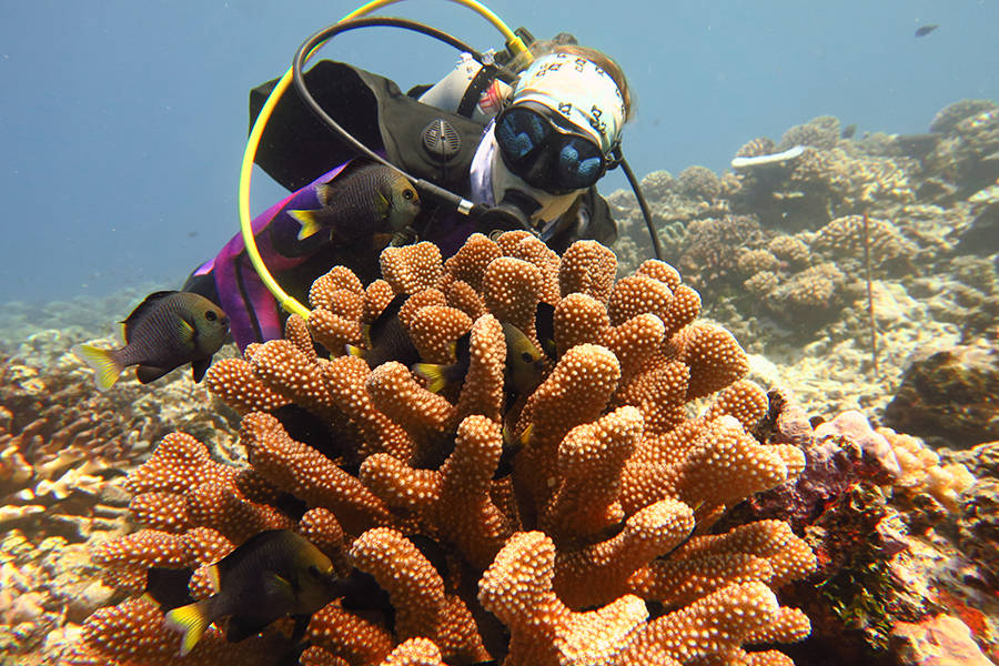  Postdoctoral researcher Erika Johnston overlooks a Pocillopera coral colony during a project in Moorea, French Polynesia. Photo by Chris Peters.