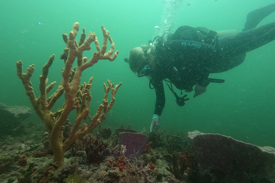 Academic Diving Program participant and graduate student Morgan Hawkins explores a reef offshore of the FSU Coastal and Marine Laboratory. Photo by Chris Peters.