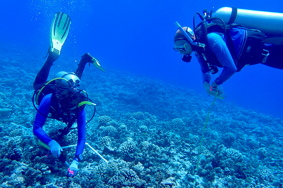 Associate professor of biological science Scott Burgess and professor Peter Edmunds of California State University Northridge prepare a study site near Moorea, French Polynesia to research the cryptic diversity of coral. Photo by Chris Peters.