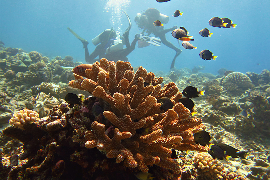  In the foreground, a Pocillopera coral colony harbors reef fish, as associate professor of biological science Scott Burgess and his team collect coral biopsies to research the cryptic diversity of the coral. Photo by Chris Peters.