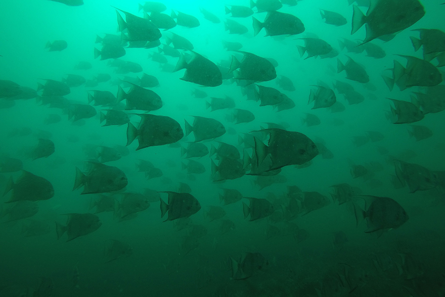 An Atlantic spadefish (Chaetodipterus faber) school near the FSU Coastal and Marine Laboratory. Photo by Ashley Dawdy.