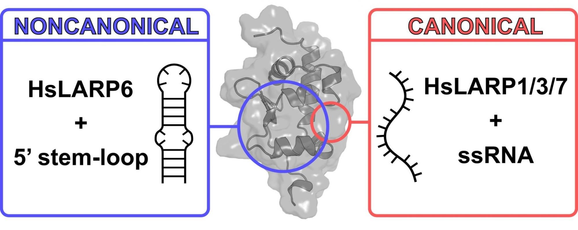 Most La-related proteins bind to a single strand of RNA in a particular location on the protein, as known as the “canonical” binding site. In contrast, the LARP6 protein found in humans binds to a more complex RNA using a previously unknown and unique location, known as the “noncanonical” binding site. This affects how certain cells synthesize type I collagen, a protein involved in fibrosis. Understanding the unique characteristics of LARP6 could help scientists develop a treatment for fibrosis in the futur