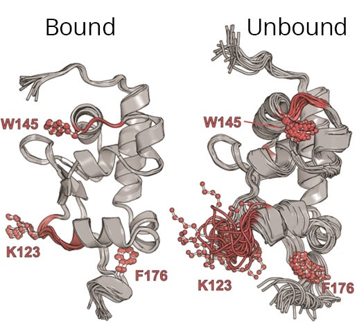 A diagram showing two versions of the Human LARP6 protein. The unbound version is not attached to RNA. The bound version is attached to an RNA, forming a tight, water-repelling core, which makes the protein more rigid and stable.