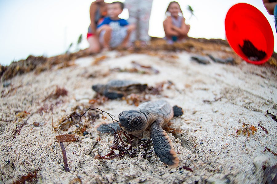 A loggerhead turtle hatchling at Truman Beach, Naval Air Station Key West in Key West, Florida