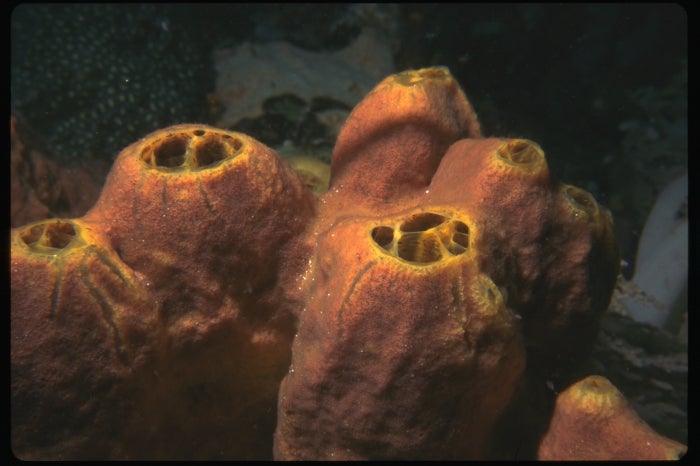 Acanthostrongylophora ingens, a Pacific-dwelling sea sponge. (Photo by Rob van Soest/World Register of Marine Species)