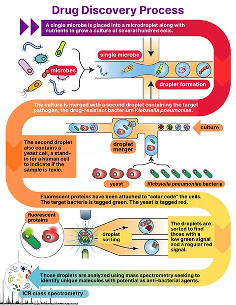 A diagram illustrating the drug discovery process.