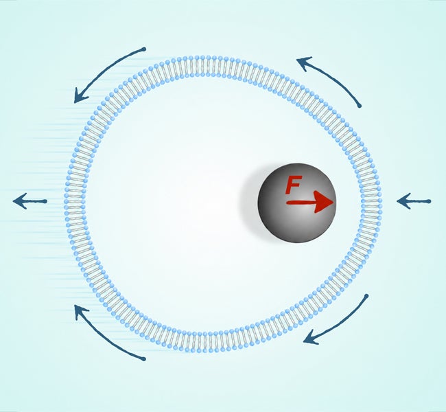 Sketch depicts the motion of a cell-like vesicle pushed by the enclosed magnetic particle under a constant forcing, indicated by “F” in the illustration