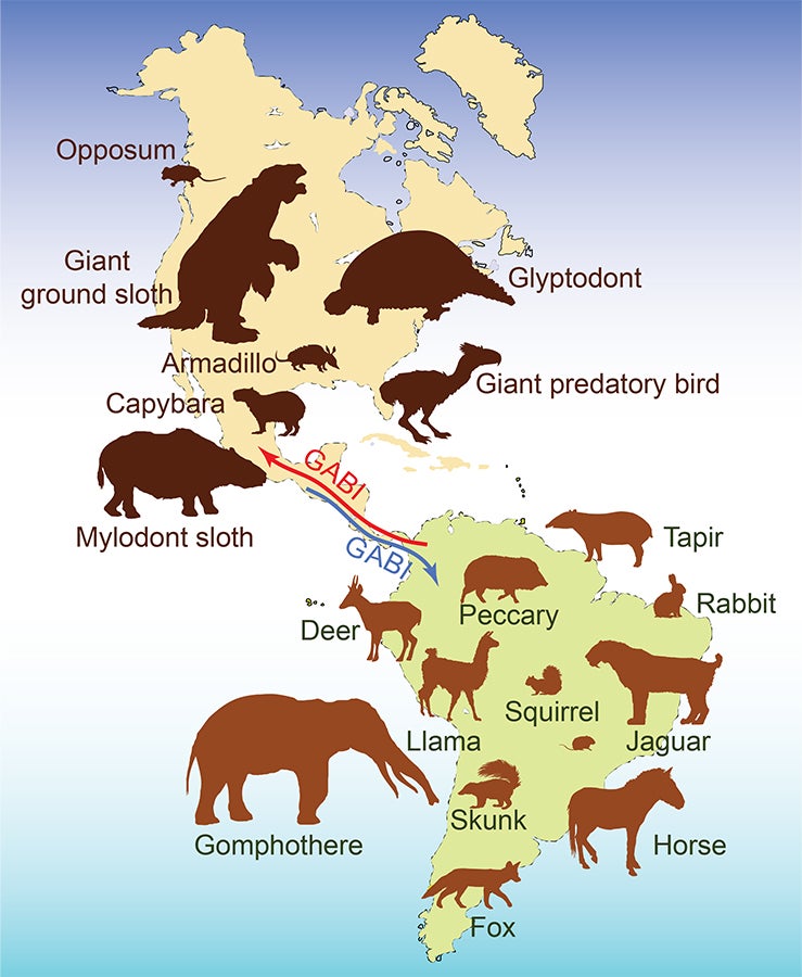 This graphic depicts North and South American mammals’ newfound homes after the Great American Biotic Interchange, or GABI