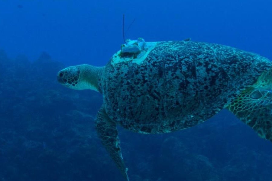 An adult male tagged green sea turtle