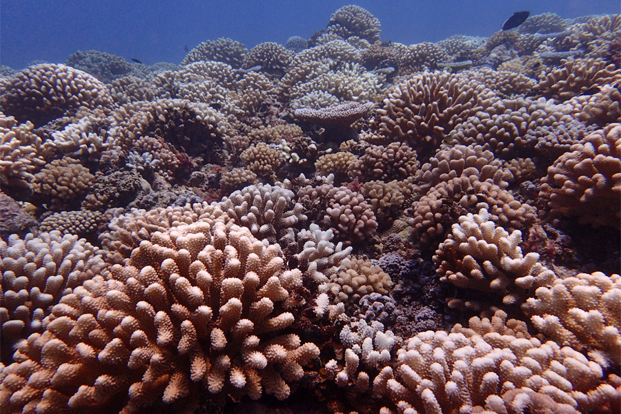 Coral Unbleached