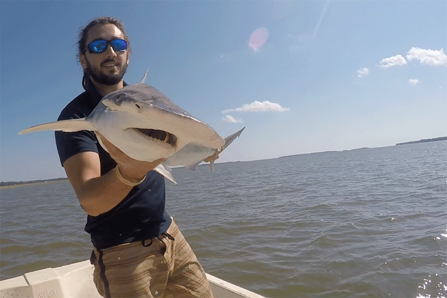Former FSU doctoral student Bryan Keller holds a bonnethead shark. 