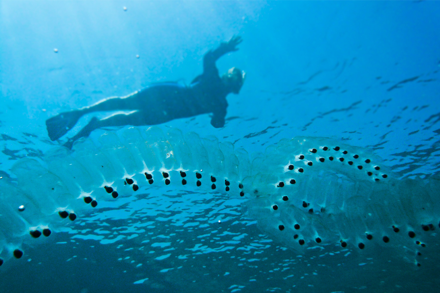 An example of a chain of salps floating in the ocean. 
