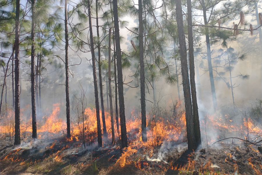 A prescribed burn at The Jones Center at Ichauway in Netown, Georgia, that was part of Associate Professor Bryan Quaife's research. (Courtesy of Bryan Quaife)