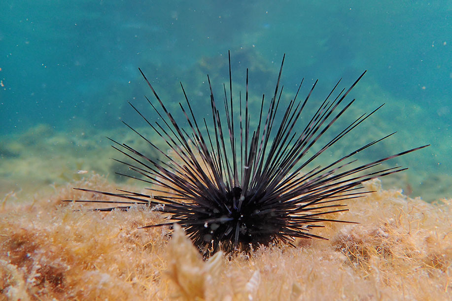 The urchin species Diadema antillarum has long been considered the most important grazer in the Caribbean, feeding on algae that would otherwise overrun the reef and make it difficult for coral to thrive. Photo by Rachel Best.