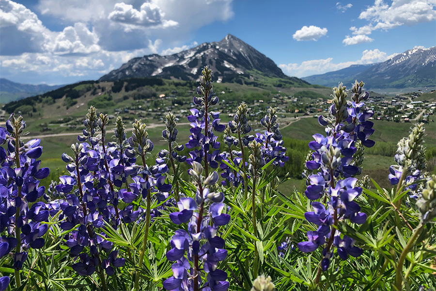 Crested Butte Lupine in Gothic, Colorado. Photo by David Inouye. 