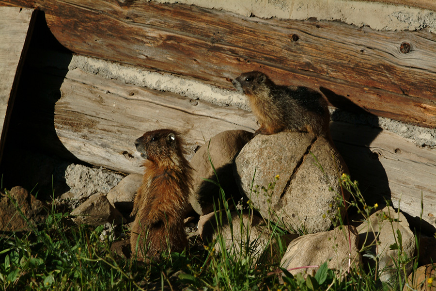 Baby marmots. Photo by David Inouye.