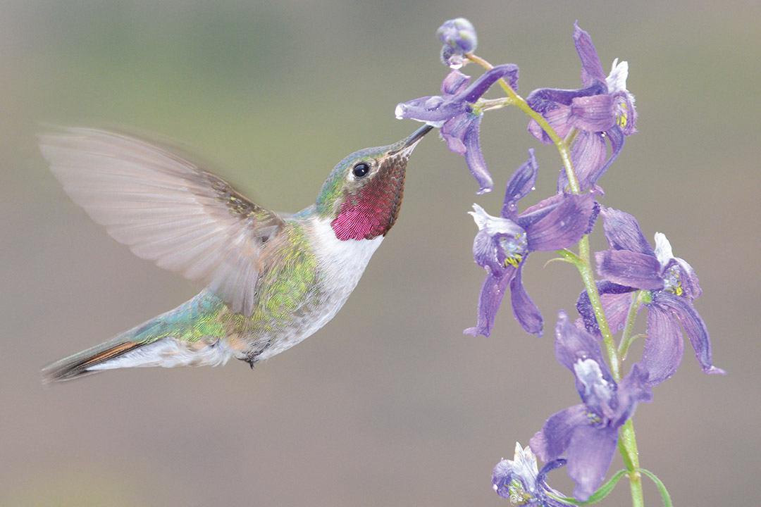 Hummingbird on delphinium. Photo by Rebecca Prather.