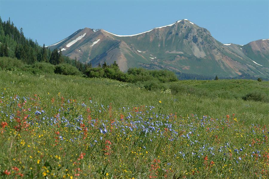 A meadow in Gothic, Colorado, featuring a view of Mount Baldy. Photo by David Inouye.
