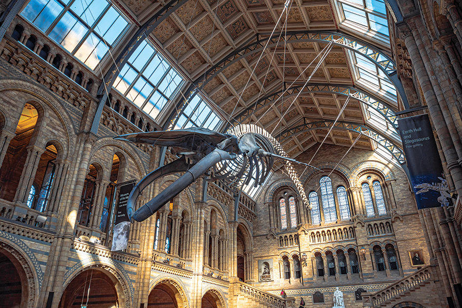 A blue whale skeleton on display in the Great Hall of the Natural History Museum London. Adobe Stock photo.