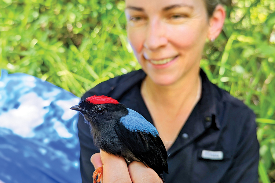 Emily DuVal holds a male lance-tailed manakin as part of a research trip in the islands of Panama. Courtesy photo.