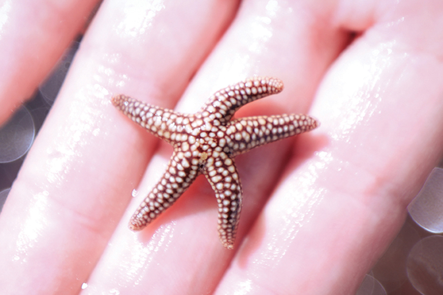 A juvenile starfish seen during OSTA-conducted research. Photo by Devin Bittner.