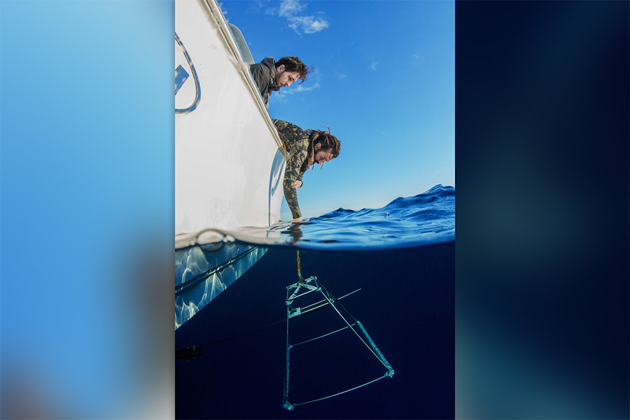 FSU alumnus Bryan Keller conducted field work, primarily on shark behavior, prior to his current role as a foreign affairs specialist with NOAA. Photo by Annie Guttridge, Saving the Blue.