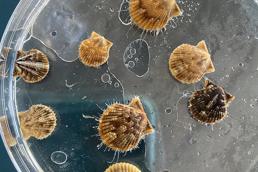 Morgan Hawkins is a fourth-year doctoral student who conducts shellfish aquaculture research with a focus on scallops (pictured). Photo by Morgan Hawkins.