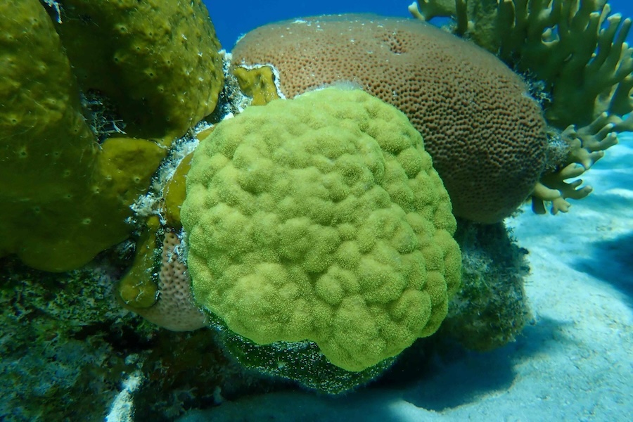 Mustard Hill coral.