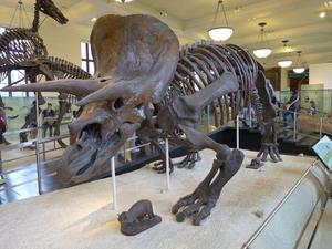 A fossilized Triceratops skeleton on display at the American Museum of Natural History in New York City. (Photo by Gregory Erickson.)