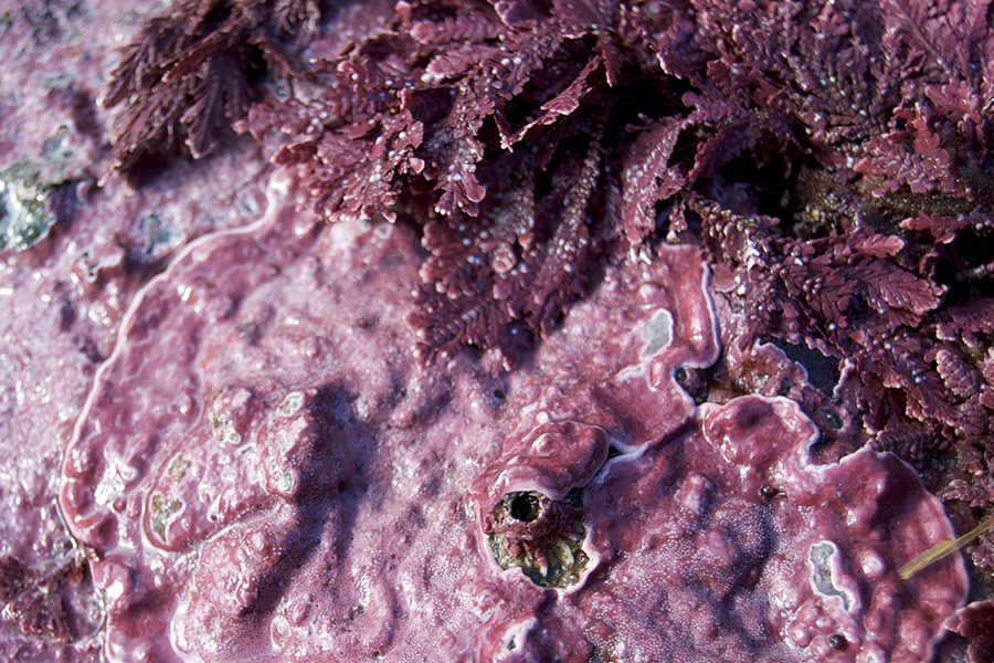 coralline-alge.jpg