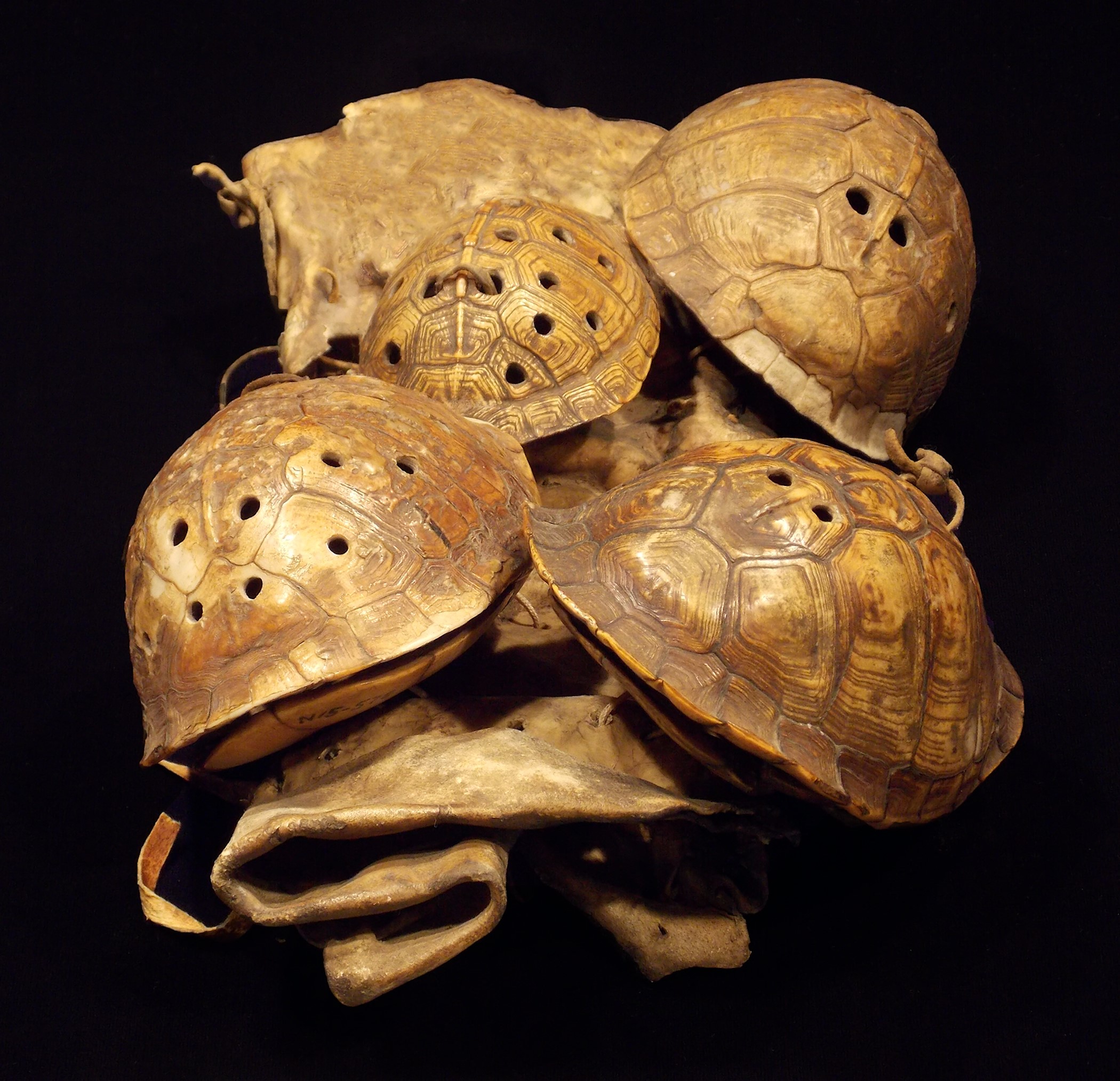 Keeping the beat: Turtle shells served as symbolic musical
